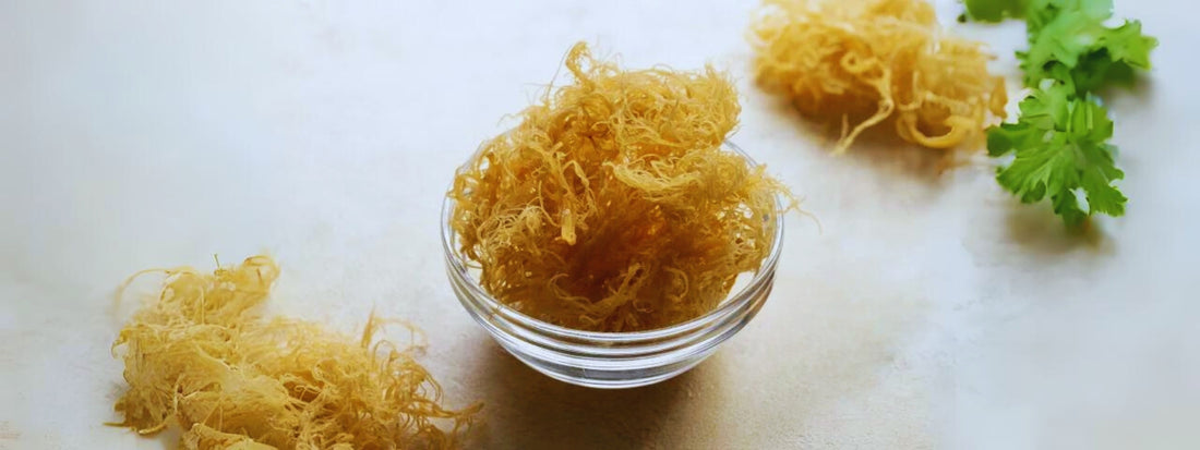 Top Nutrients and Health Benefits of Irish Sea Moss